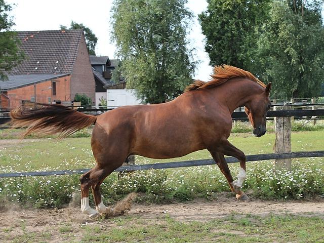 While horses don't "dance" in the wild, they definitely love to jump around (Illustration - <a href="https://pixabay.com/photos/horse-warmblut-paddock-2775065/">6451379</a>/Pixabay)