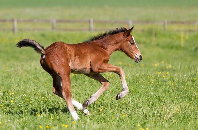 Horse Gives Birth to Rare Twins: Footage Captured Days Later Is Heartwarming