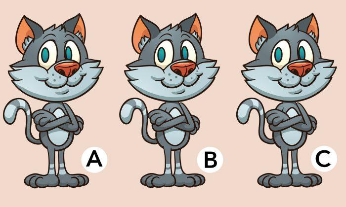 10-Second Challenge: How Fast Can You Spot Which Cat Is Different in This Photo