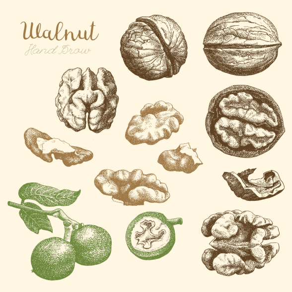 Hand-drawn sketch of walnuts. (Shutterstock)