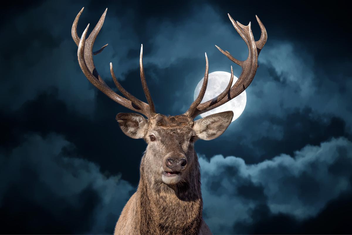 Illustration - Shutterstock | <a href="https://www.shutterstock.com/image-photo/male-red-deer-portrait-looking-you-647017417?studio=1">Andrea Izzotti</a>