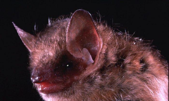 Man Dies of Viral Rabies Infection After Contact With a Bat
