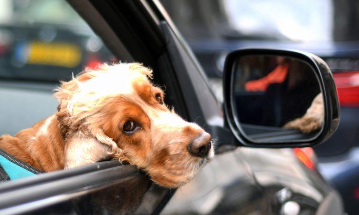 How to Keep Your Pet Safe in the Car