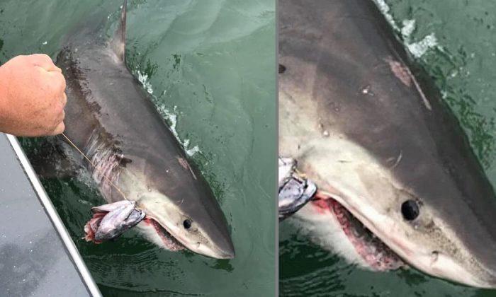 Recreational Fishing Boat Captain Catches a Great White Shark After 2 Mile Tug of War