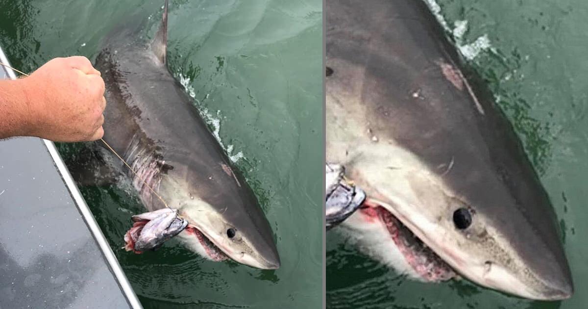 Recreational Fishing Boat Captain Catches a Great White Shark After 2 Mile Tug of War