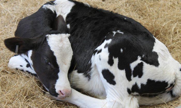 Animal Welfare Org Captures Shocking Undercover Video of Calves Being Abused at Fair Oaks Farms