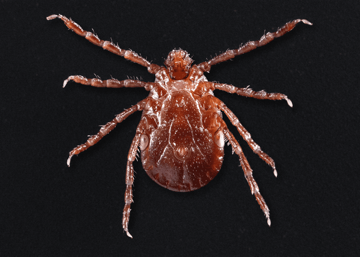 Double Threat: Babesiosis and Lyme Disease Co-infection Rates Climb