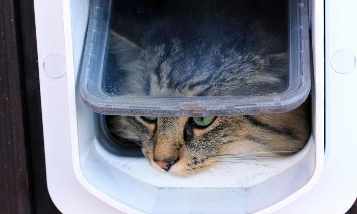 Man Spends 1.5 Hours to Build a Cat Door, but How His Kitty Walks In Is Hilarious