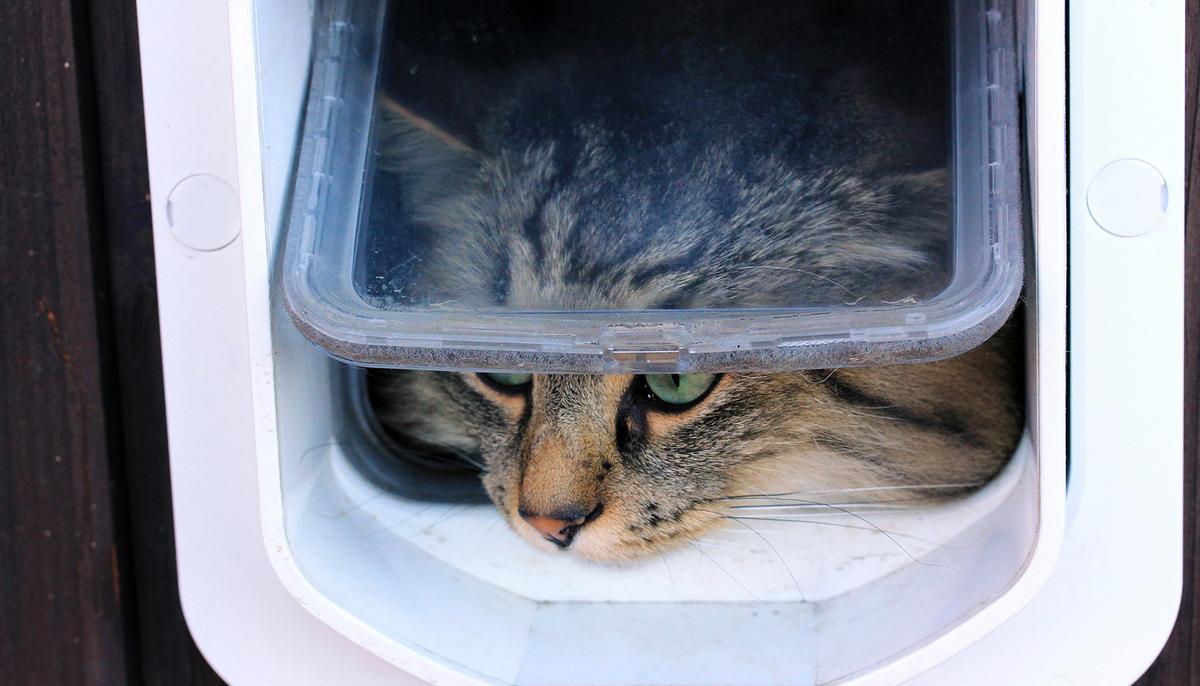 Man Spends 1.5 Hours to Build a Cat Door, but How His Kitty Walks In Is Hilarious
