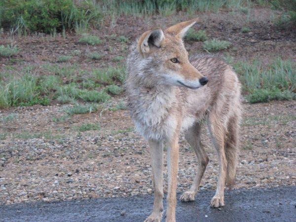 A file image shows a coyote standing on a road. (Pixabay)
