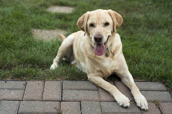 Labrador Retrievers like Zoe are known for their warm and friendly nature, but their sense of smell and incredible agility also make them top-notch police dogs.