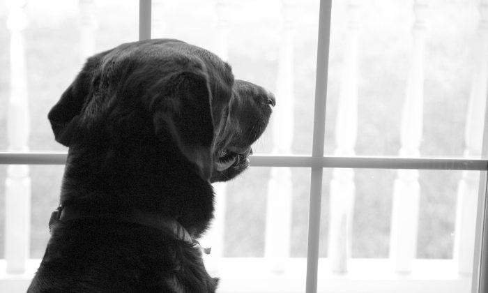 Heartbreaking Photo of Dog Waiting for Dead Owner to Return Garners Adoption Offers, a New Home