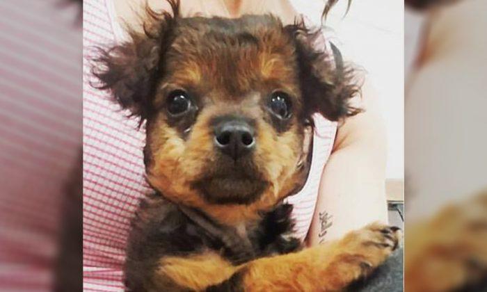 Family Abandons ‘Paralyzed’ Pup to Be Put Down. But Hours Later, the Vet Sees a Miracle