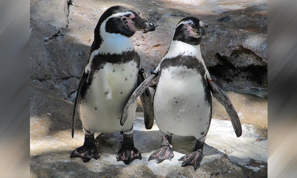 Police Remove 2 Penguins From Sushi Bar, Then They Come Back