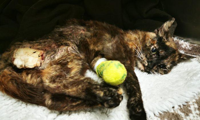 Sexually Abused, Burned Kitten Found Covered in Maggots and Dumped on Roadside