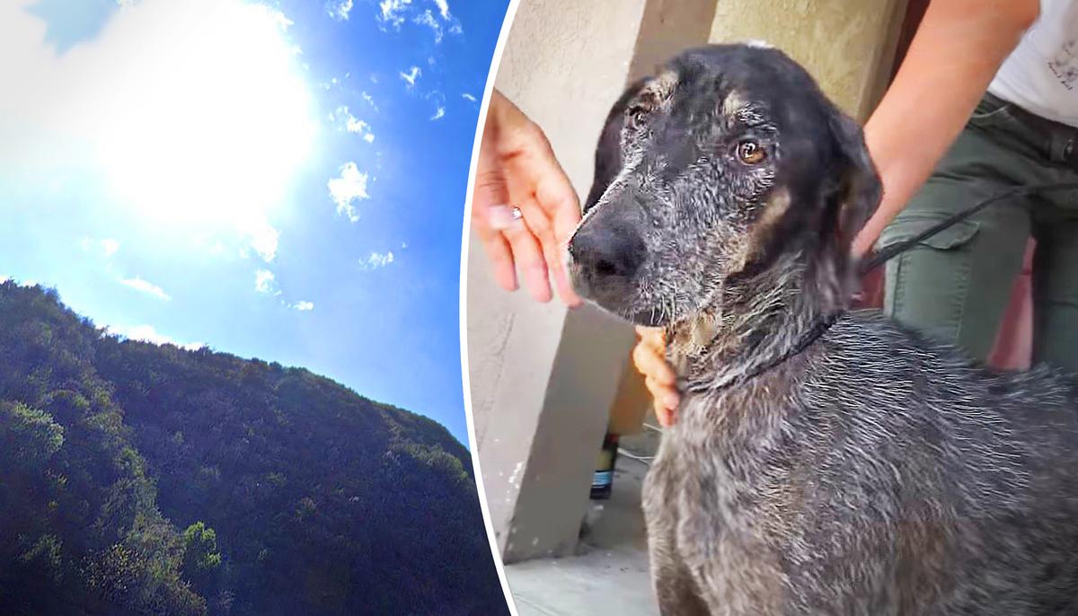 Dog Was Found in The Mountains of LA After Owner Thought She Had Died 2 Years Before