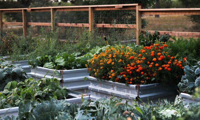 Growing your own food cultivates an incredible sense of pride. (Jill Winger)