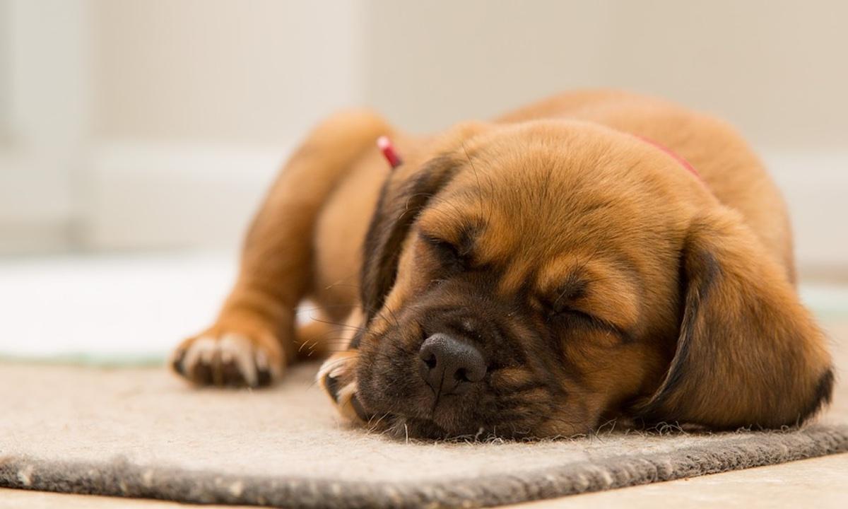 Twitter Users Take Offense to Viral Tweet: ‘White People Love Dogs Because They Miss Owning Slaves’