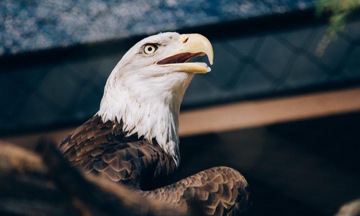 Bald Eagle With Amputated Wing Has Been Stolen From Enclosure: Report