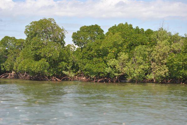 A mangrove forest on the Lamu island in Kenya. (Dominic Kirui for The Epoch Times)