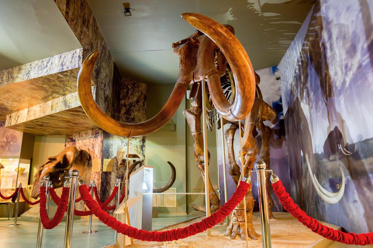 The Steppe Mammoth (©Shutterstock | <a href="https://www.shutterstock.com/image-photo/steppe-mammoth-skeleton-506557372?studio=1">Yakov Oskanov</a>)