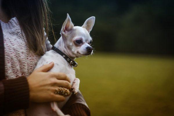 A stock image shows a short-haired chihuahua. (Pixabay)