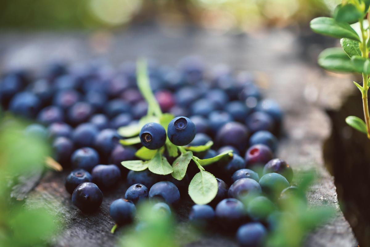Blueberry harvest. (Harri Tarvainen/North Karelia)