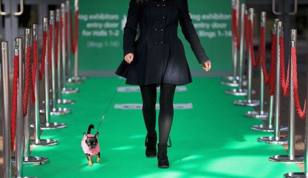 One-year-old Chihuahua Ebony arrives at Crufts along the green carpet during a photocall to launch Crufts 2015 on March 4, 2015 in Birmingham, United Kingdom. (Christopher Furlong/Getty Images)