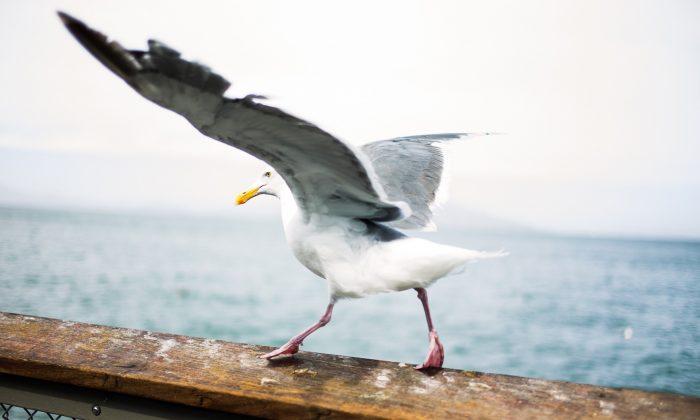 Seagull Carries Off Pet Dog in British Seaside Town