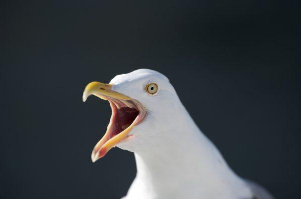 A file image of a seagull. (Pixabay)
