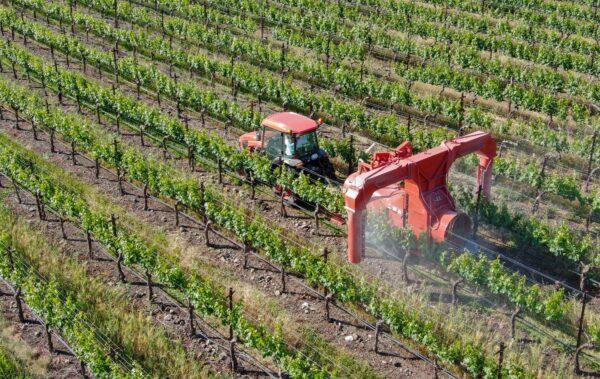 Farm tractor spraying pesticides, insecticides, and herbicides over green vineyard field. Napa Valley, Napa County, Calif., April 18, 2019. (bonandbon/Shutterstock)