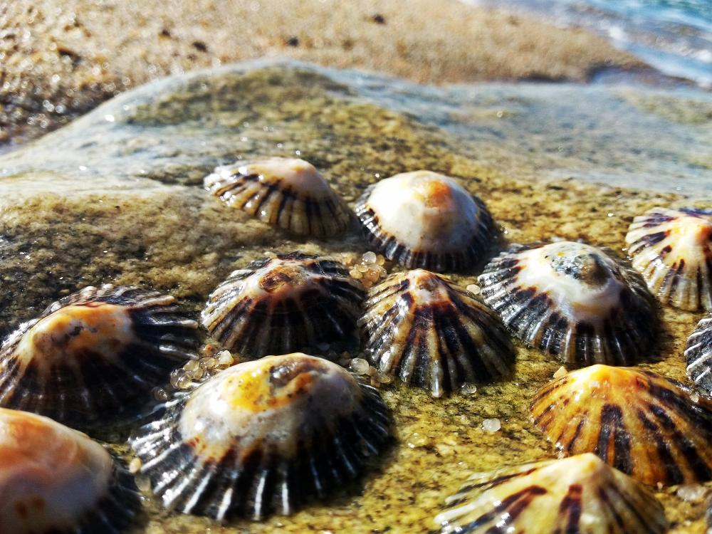 Limpets. (Shutterstock)