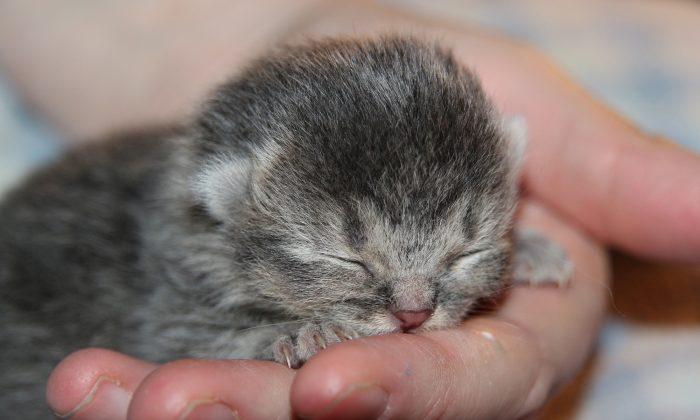 ‘Micro Kitten' Saved From the Brink of Death Is Half the Size of a Normal Cat