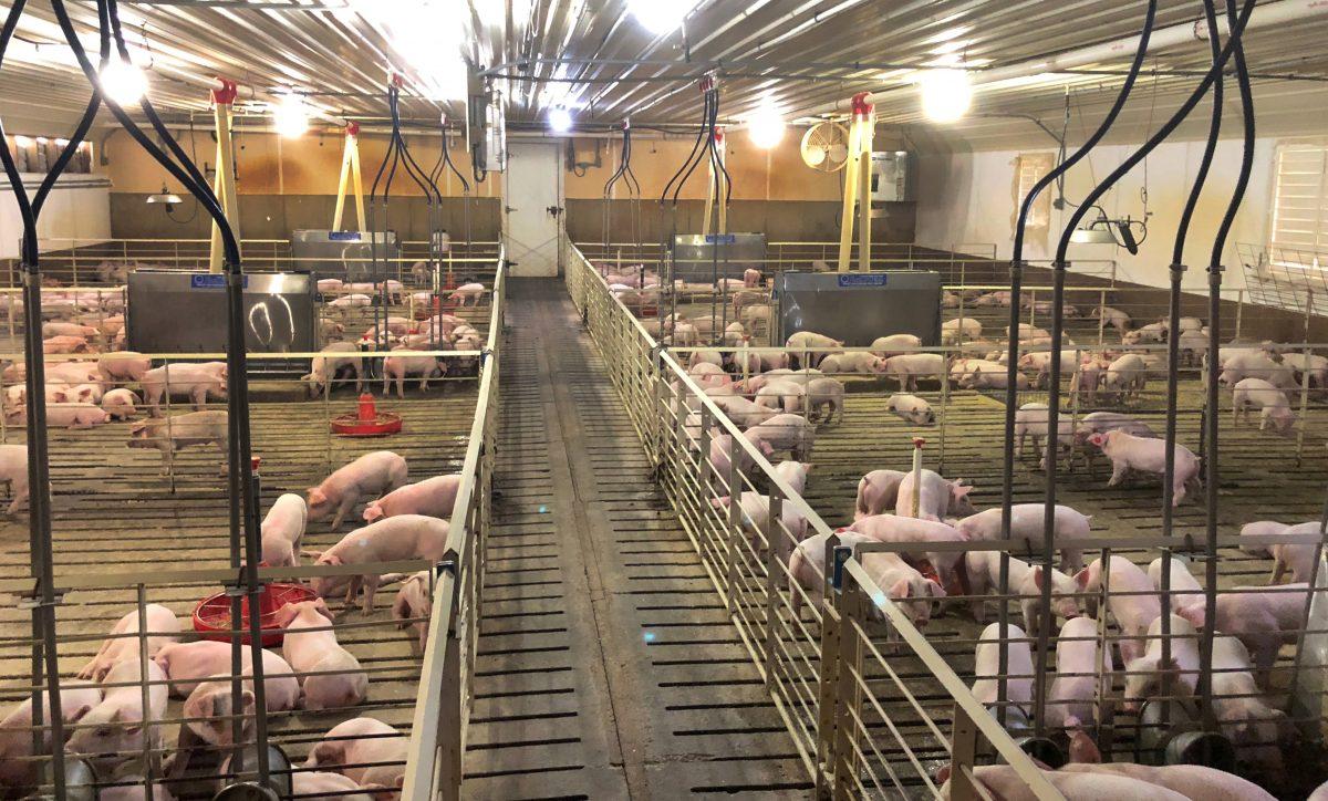 Hogs are seen inside pens at a barn on a farm in Walcott, Iowa, on May 17, 2019. (Tom Polansek/Reuters)