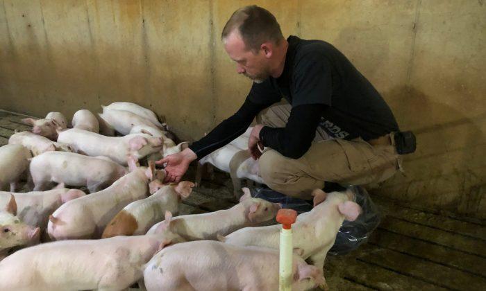 Senators Seek Funding for Pork Producers Forced to Euthanize Livestock