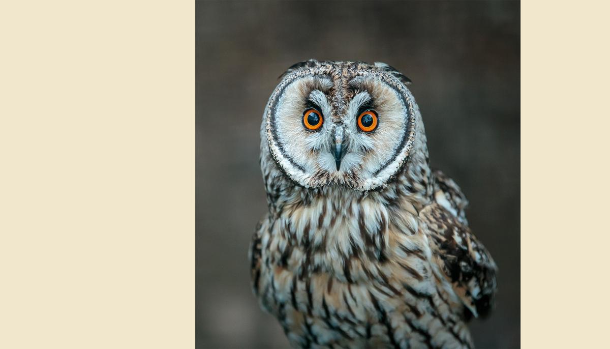 Illustration - Shutterstock | <a href="https://www.shutterstock.com/image-photo/shorteared-owl-species-typical-owls-belonging-784964746?studio=1">Edwin Godinho</a>