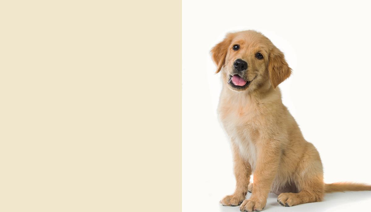 Illustration - Shutterstock | <a href="https://www.shutterstock.com/image-photo/portrait-cute-golden-retriever-dog-sitting-265616255?studio=1">Odua Images</a>