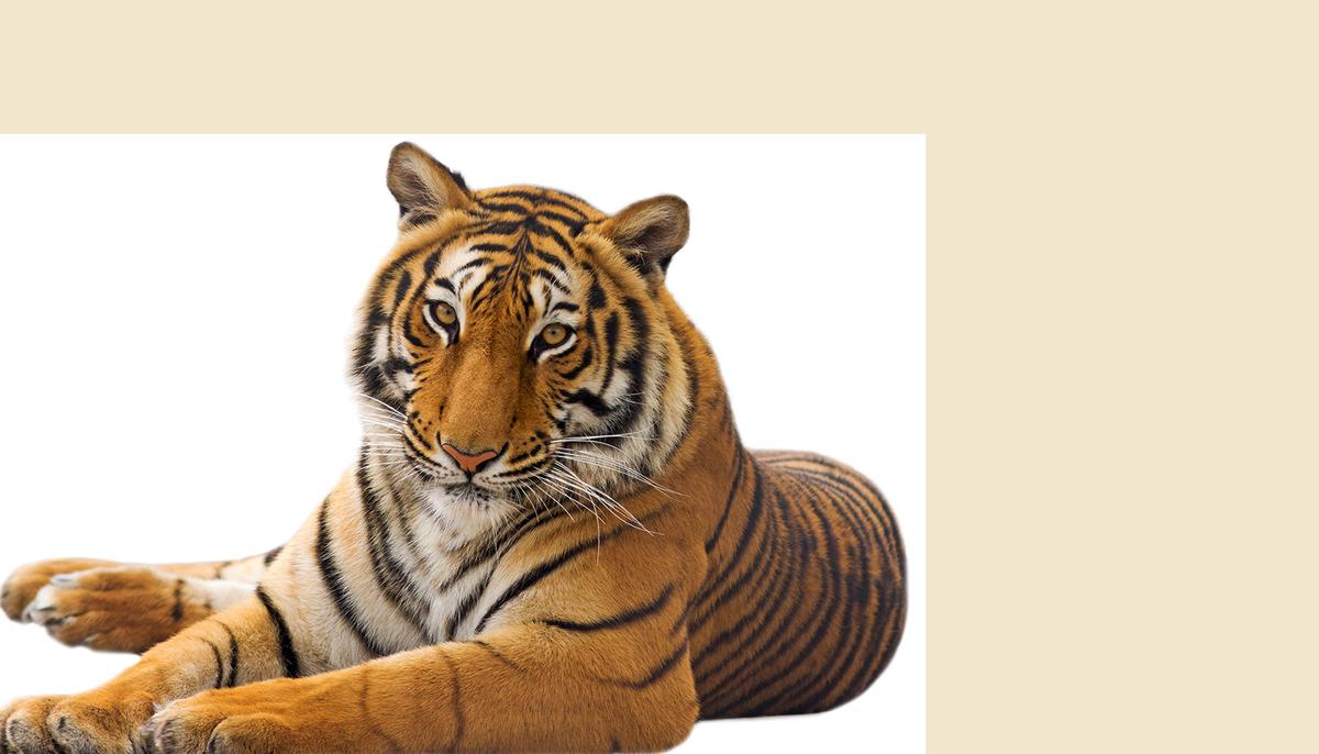 Illustration - Shutterstock | <a href="https://www.shutterstock.com/image-photo/beautiful-tiger-isolated-on-white-background-186295301?studio=1">ehtesham</a>
