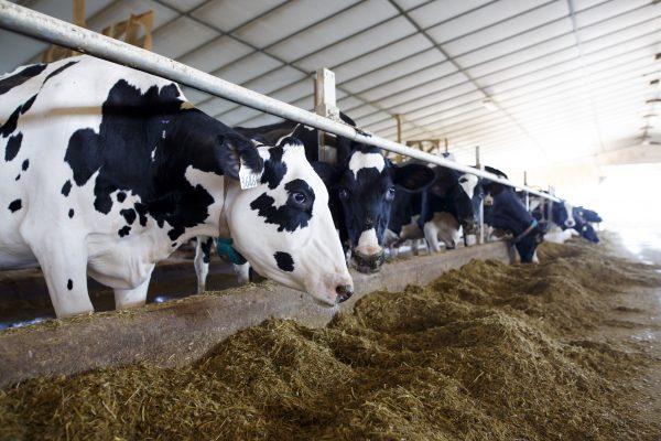 Holstein dairy cows are seen in their barn after being milked in a farm in Caledon, Ontario, in this file photo. (Cole Burston/Getty Images)