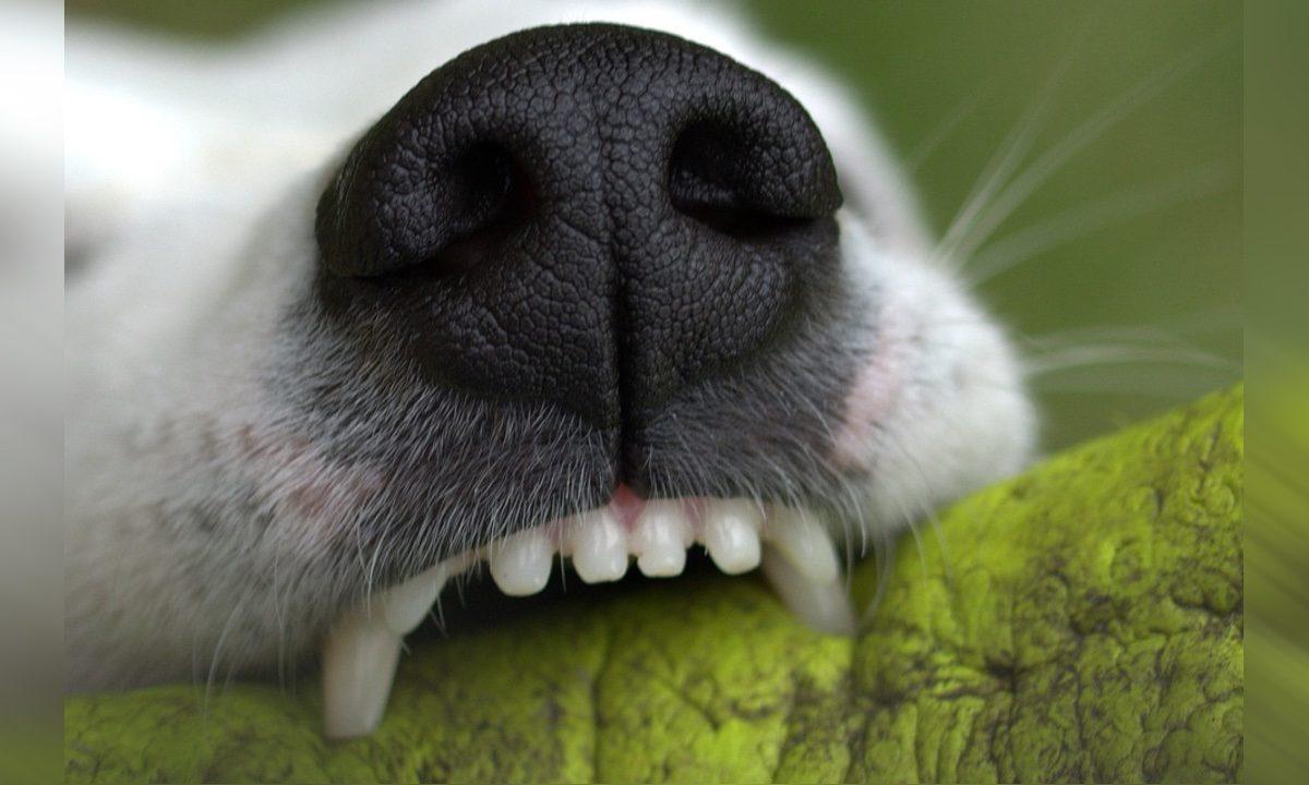 Stock image of a dog bitting a surface. (Meli1670/Pixabay)