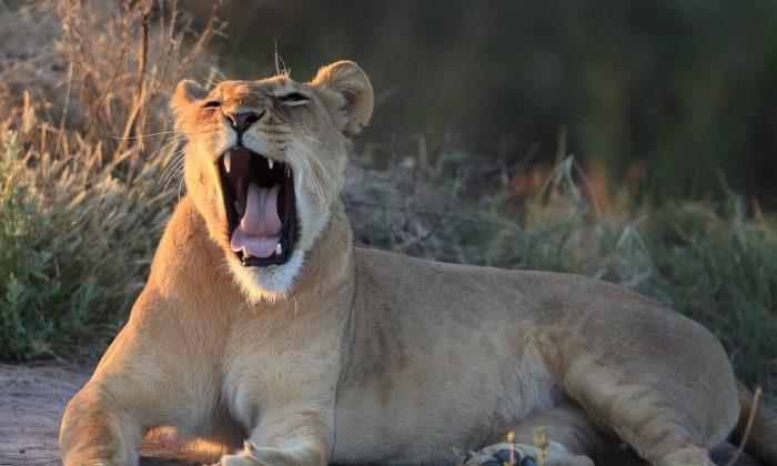 Lioness Dies During Heat Wave in North Carolina’s Wild Cat Sanctuary