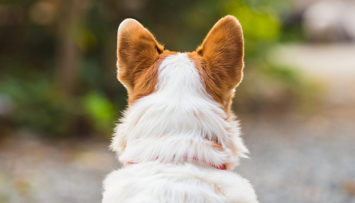 Stray Senior Dog Born Without a Nose Finally Finds a Family Who Thinks She’s Beautiful