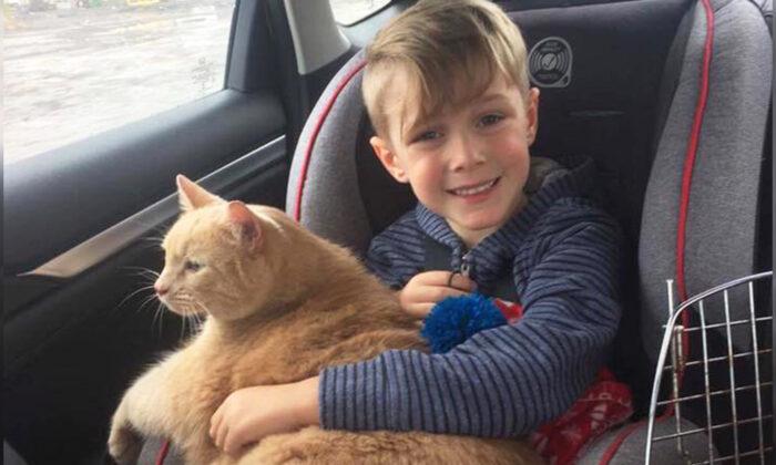 Mom Asks Son to Adopt Any Pet From Shelter, So He Picks Huge Elderly Marmalade Cat