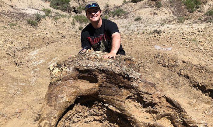 Student Discovers 65 Million-Year-Old Dinosaur Skull, Has Grand Plans to Give It Second Life