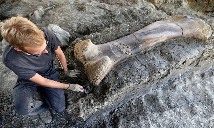 Giant Dinosaur Bone Found in Southwestern France