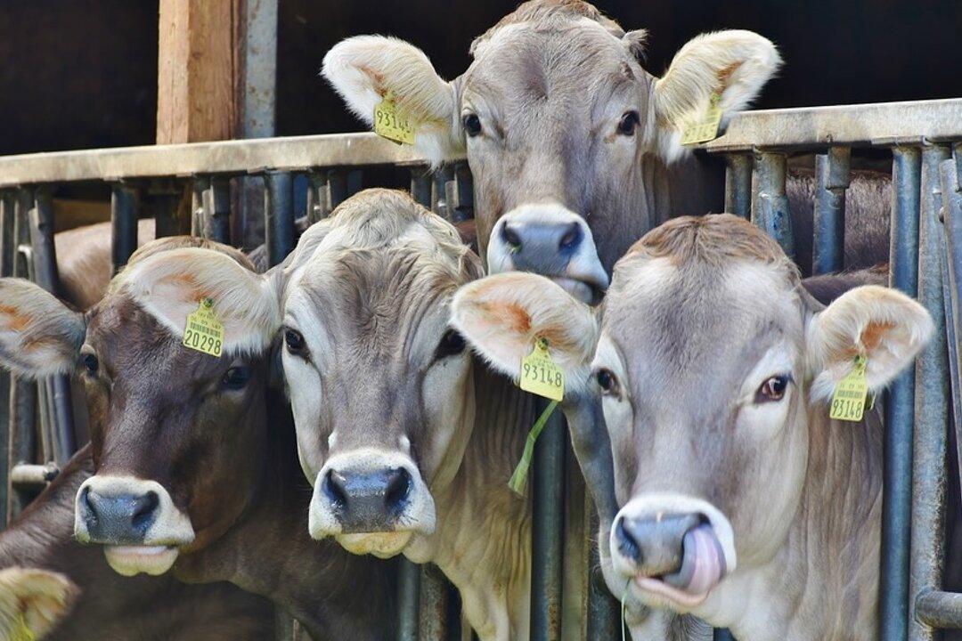 Undercover Investigation Accuses Dairy Farm of Subjecting Its Cows to Extreme Cruelty and Unsanitary Conditions