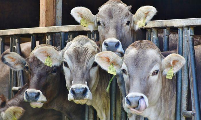 Undercover Investigation Accuses Dairy Farm of Subjecting Its Cows to Extreme Cruelty and Unsanitary Conditions