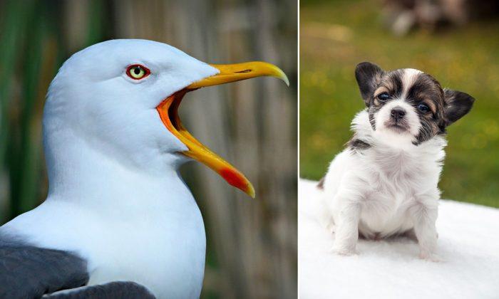Seagull Swoops Down and Steals Chihuahua Puppy From a Garden, Search On