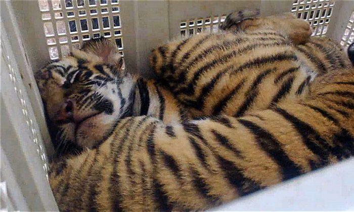 Seven Frozen Tiger Cubs Found Dead Inside a Car in Vietnam, Smuggled for Consumption in China
