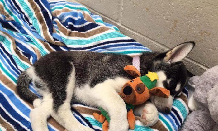 Warning About Marijuana Dangers From SPCA After Puppy Named Bear Overdoses